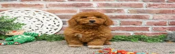 Mini Goldendoodle dogs for sale: Victoria  - Ad 17