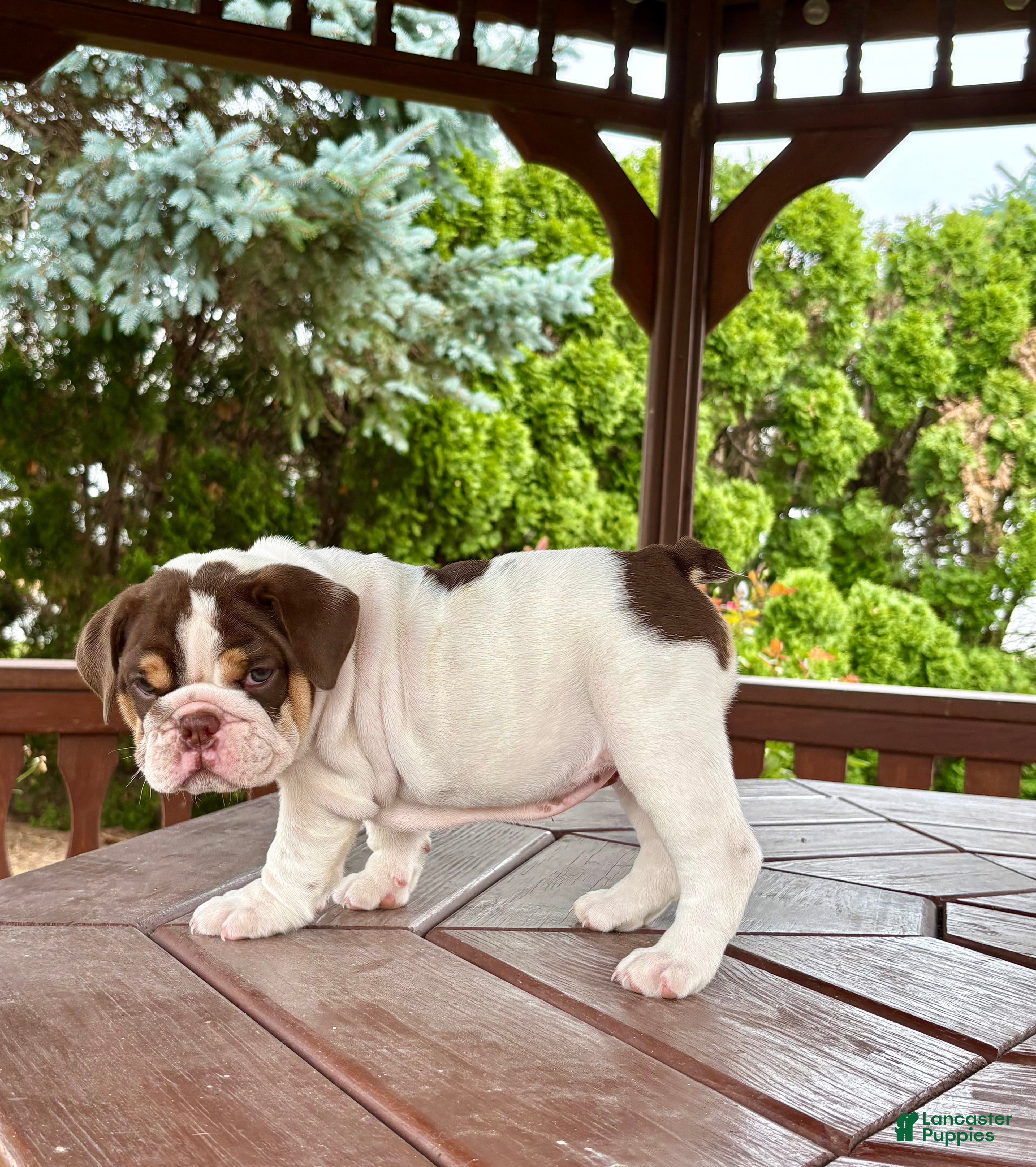 English Bulldog dogs Pearl - Ad 2