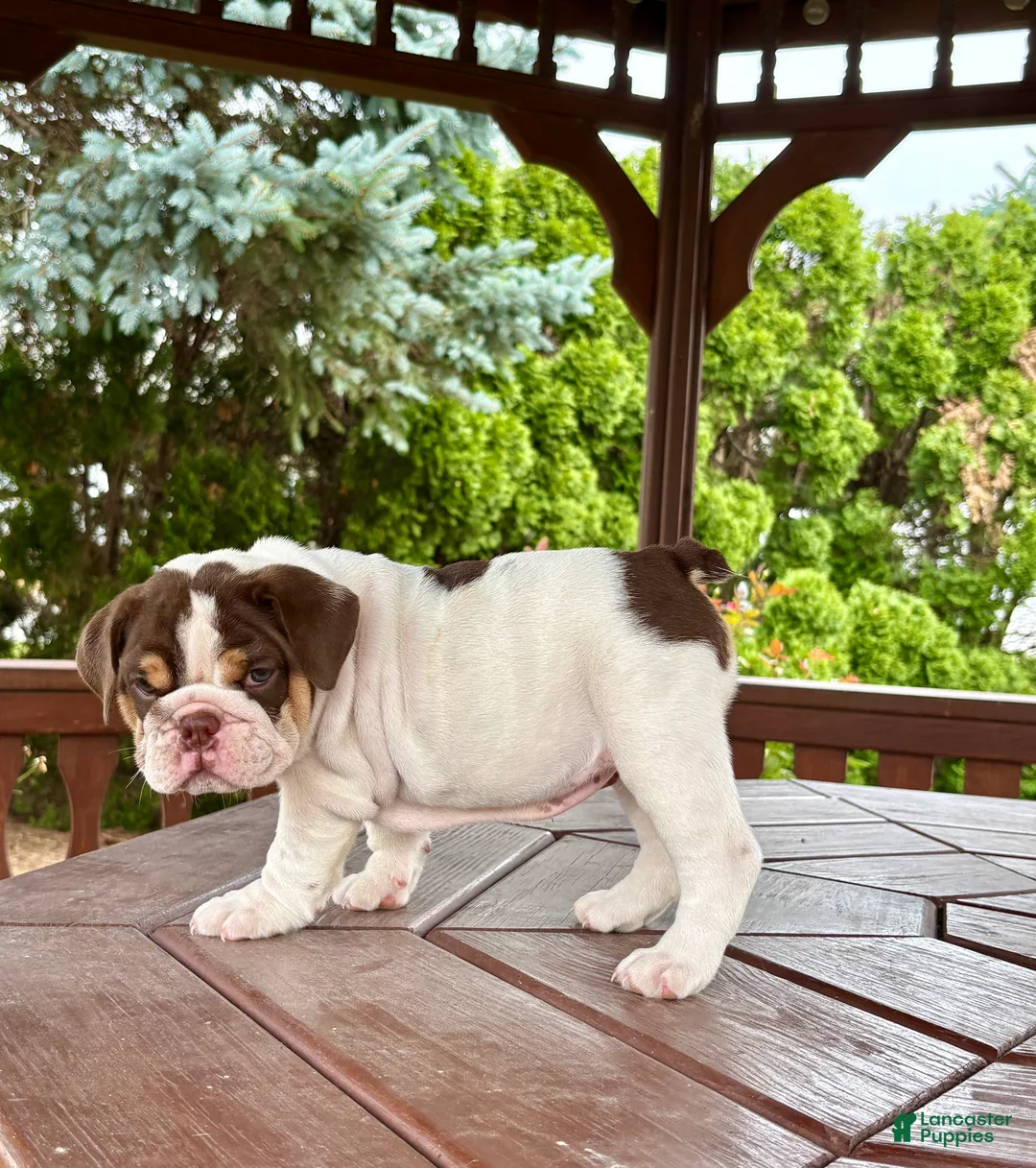 English Bulldog dogs for sale: Pearl - Ad 2