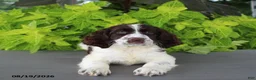 English Springer Spaniel dogs for sale: Max - Ad 5