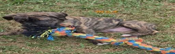 Mixed Breed dogs for sale: Mixed Breed 3 - Ad 4