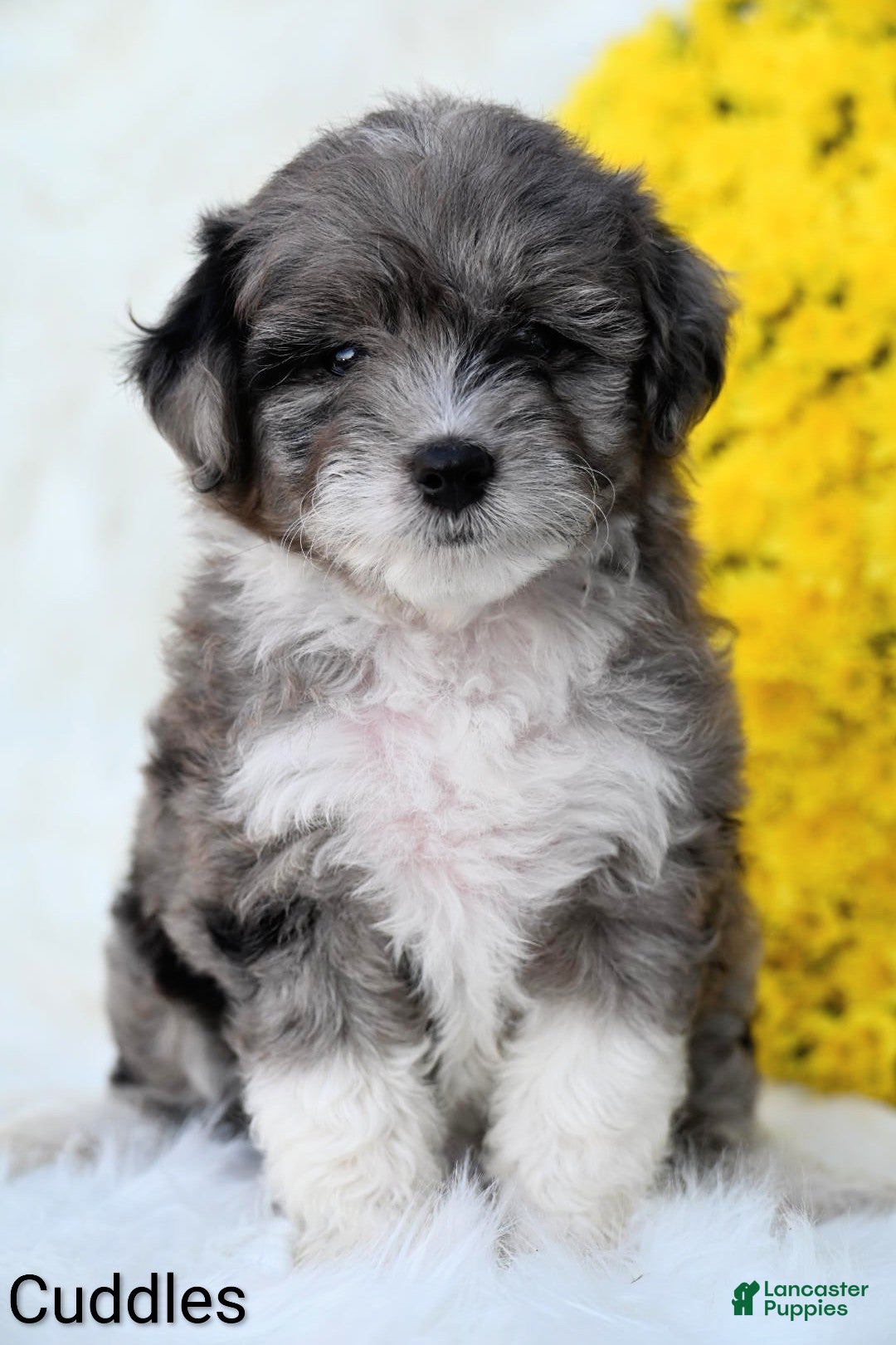 Mini Aussiedoodle dogs Cuddles - Ad 1
