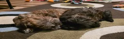 Yorkiepoo dogs for sale: Yorkiepoo Puppy 2 - Ad 5