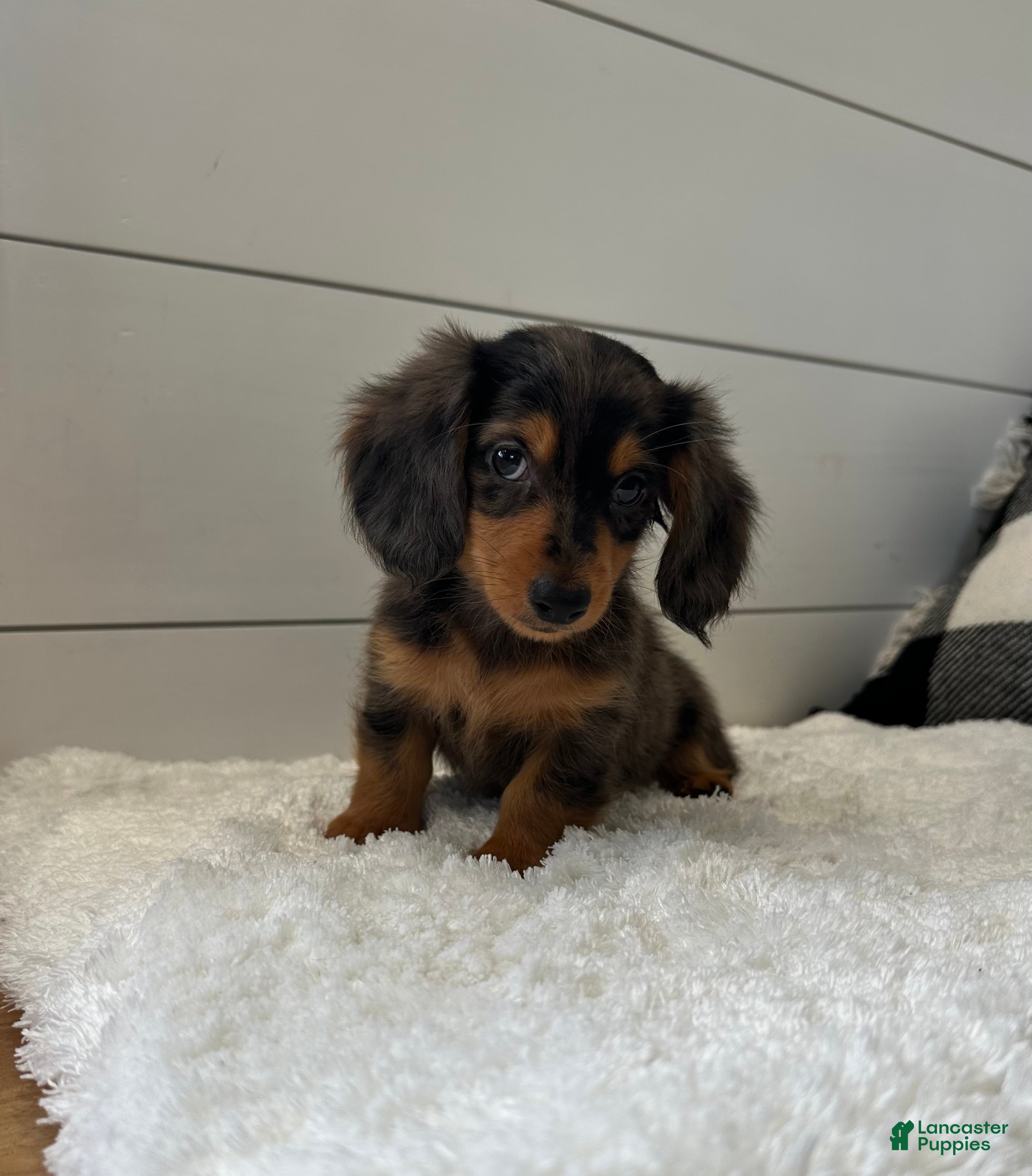 Miniature Dachshund dogs Leo - Ad 2