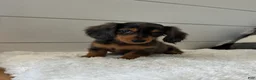 Miniature Dachshund dogs for sale: Leo - Ad 2