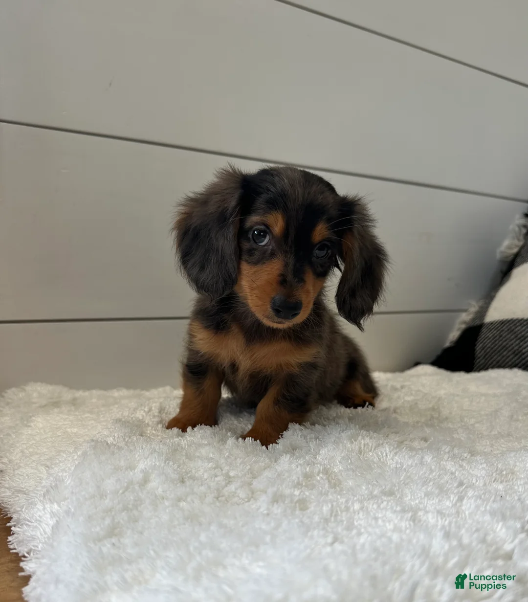 Miniature Dachshund dogs for sale: Leo - Ad 2