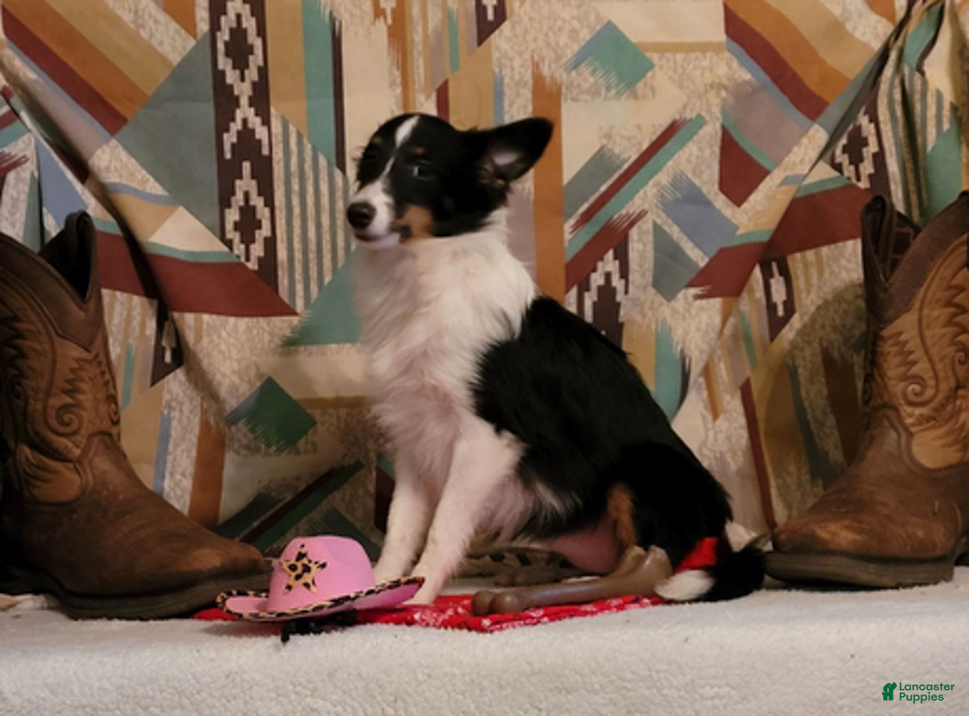 Shetland Sheepdog dogs for sale: Pixie - Ad 1