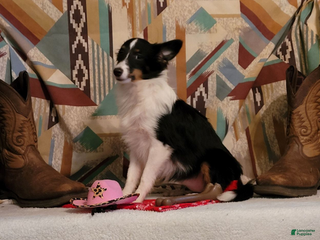 Shetland Sheepdog dogs Pixie - Ad 2