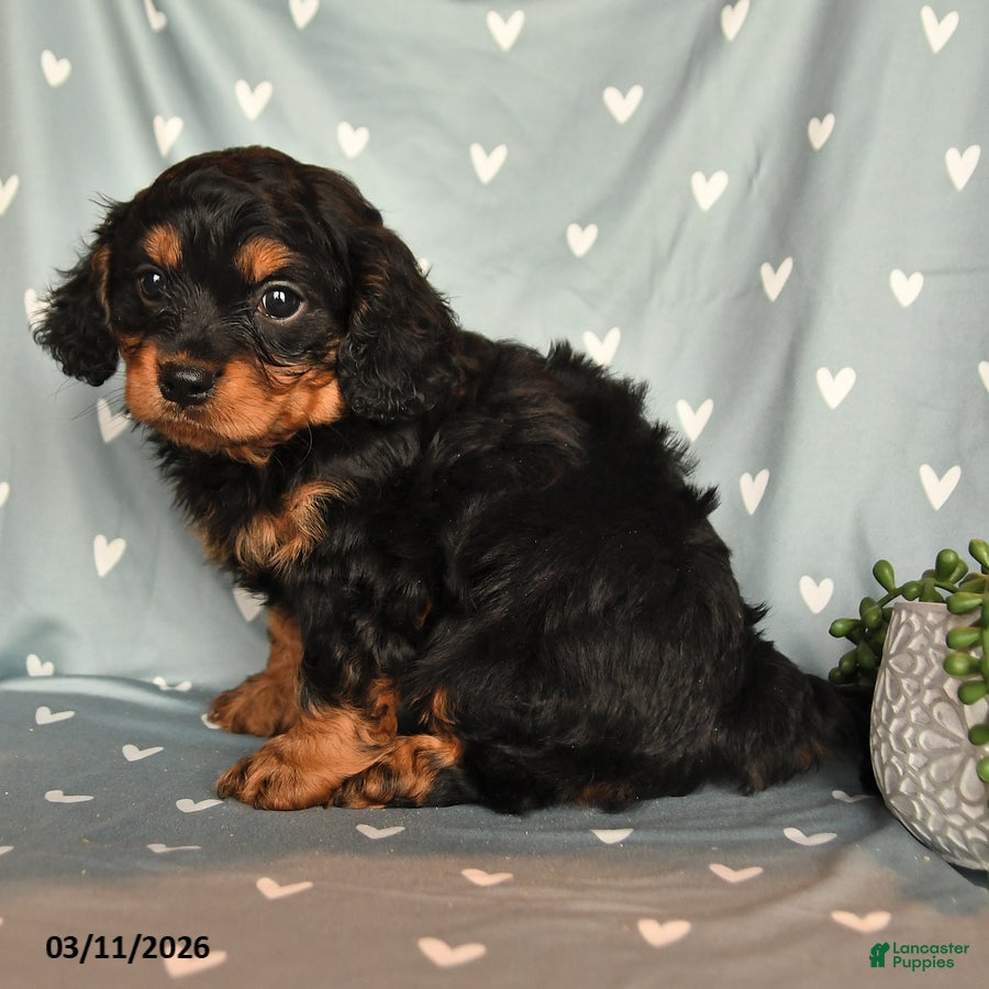 Cavapoo dogs Benji - Ad 2