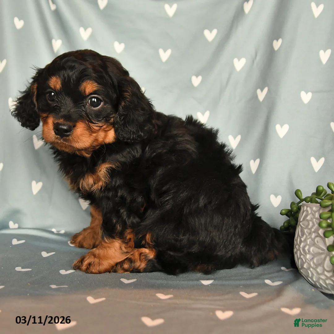 Cavapoo dogs for sale: Benji - Ad 2