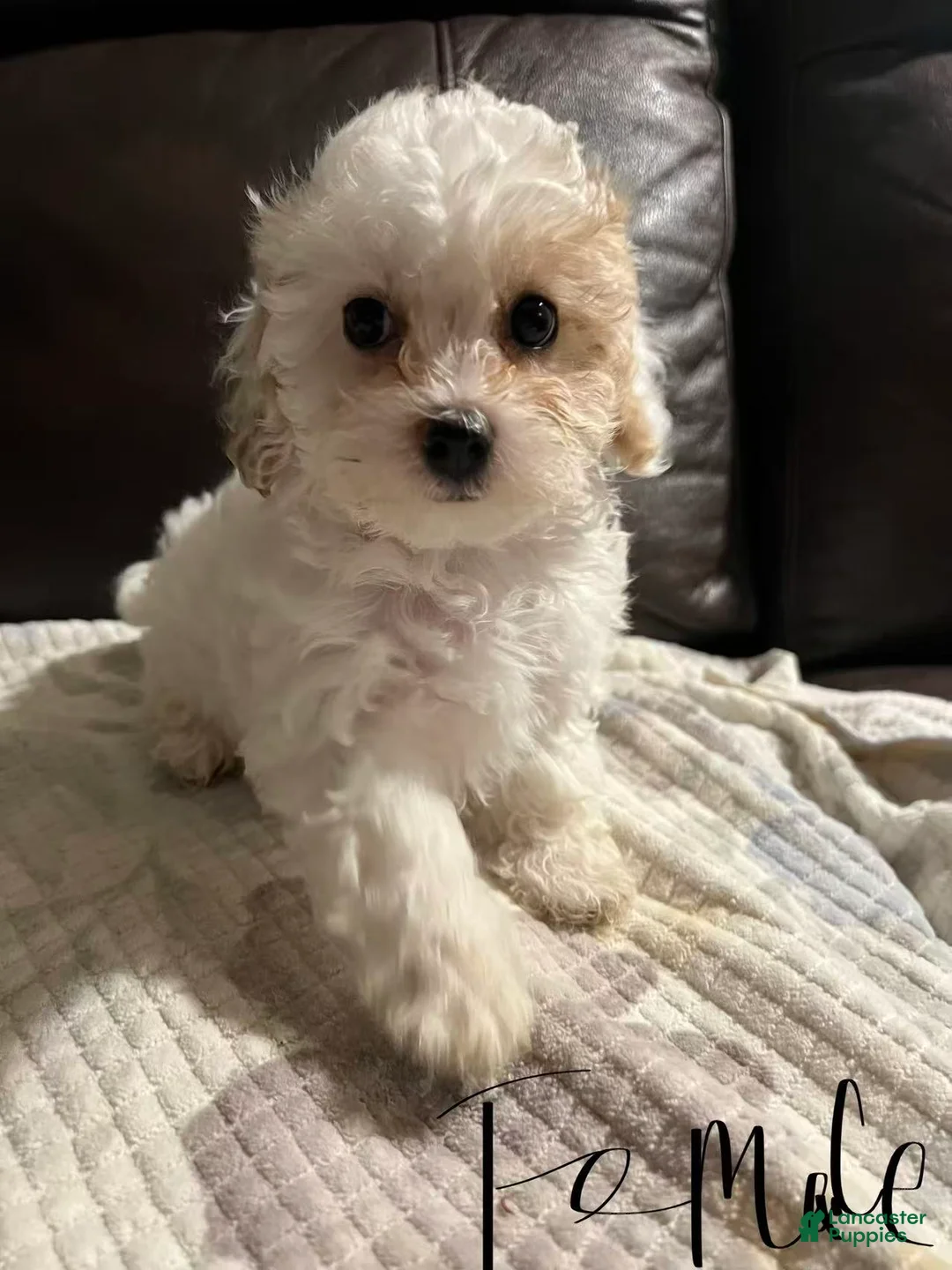 Cavapoo dogs for sale: Cavapoo Puppy 3 - Ad 1