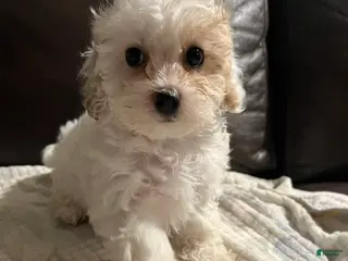 Cavapoo dogs Cavapoo Puppy 3 - Ad 28