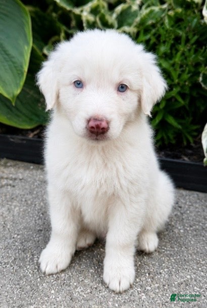 Australian Shepherd dogs Casper - Ad 29