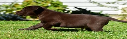 Labrador Retriever dogs for sale: Charles - Ad 9
