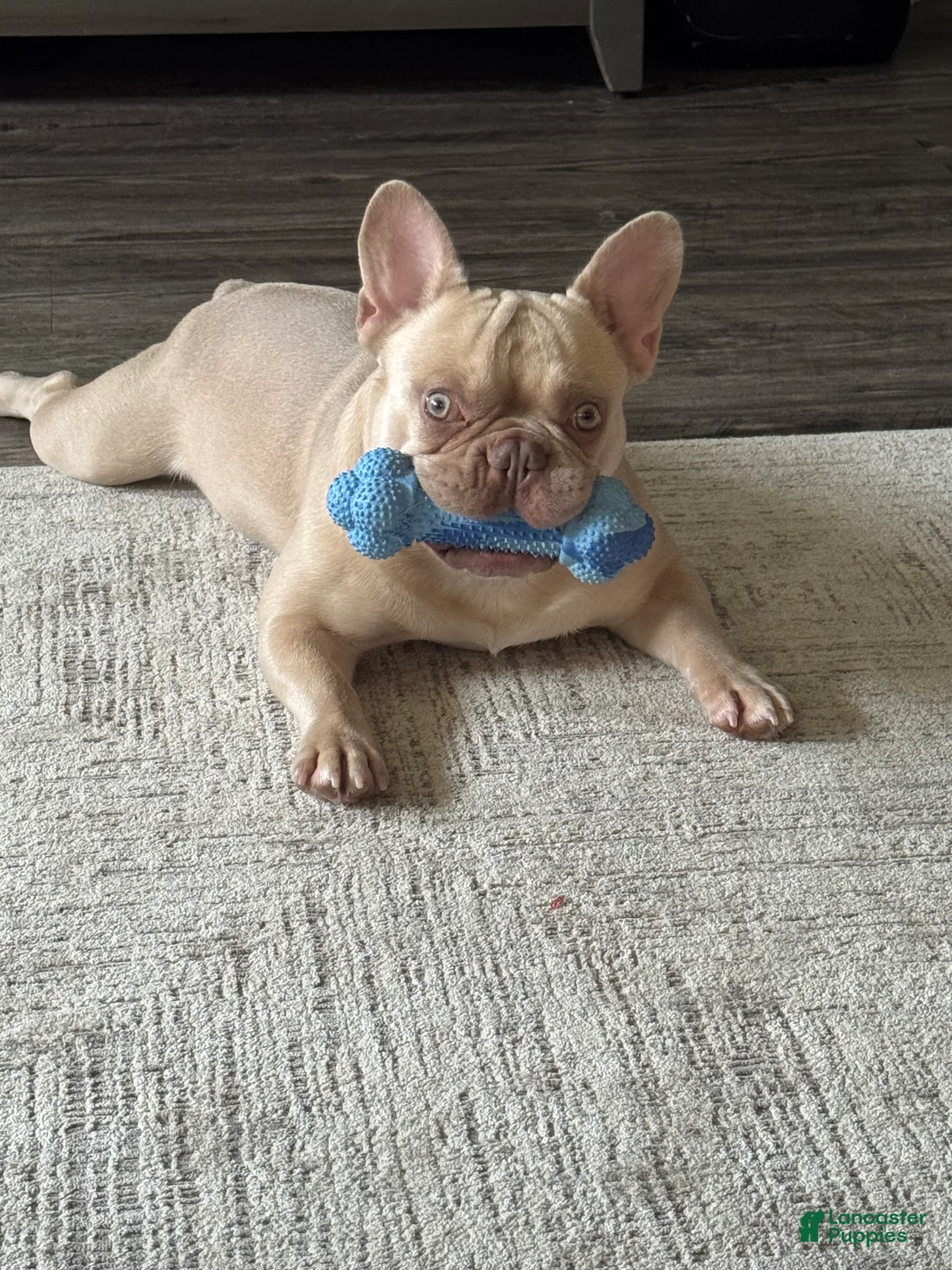 French Bulldog dogs for stud: Benny(stud) - Ad 3