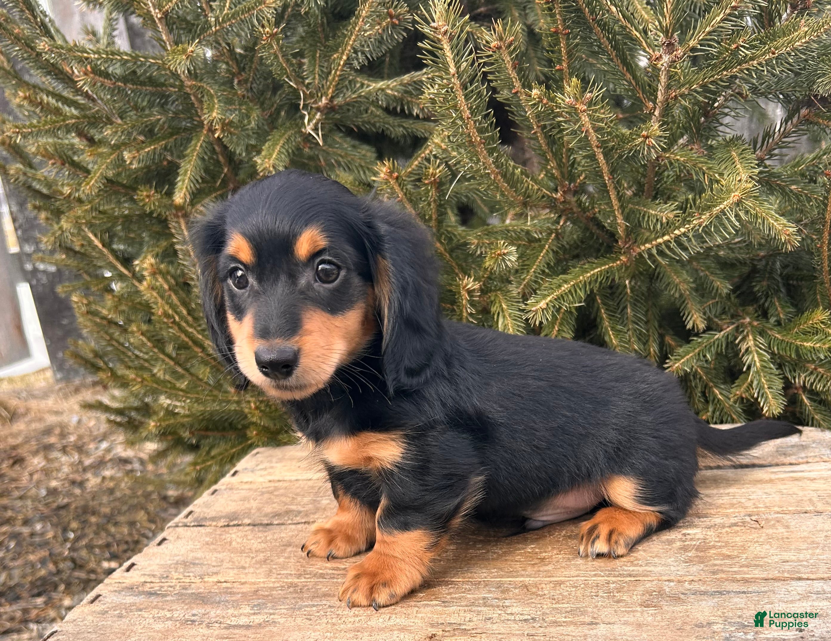 Miniature Dachshund dogs Mascot - Ad 1