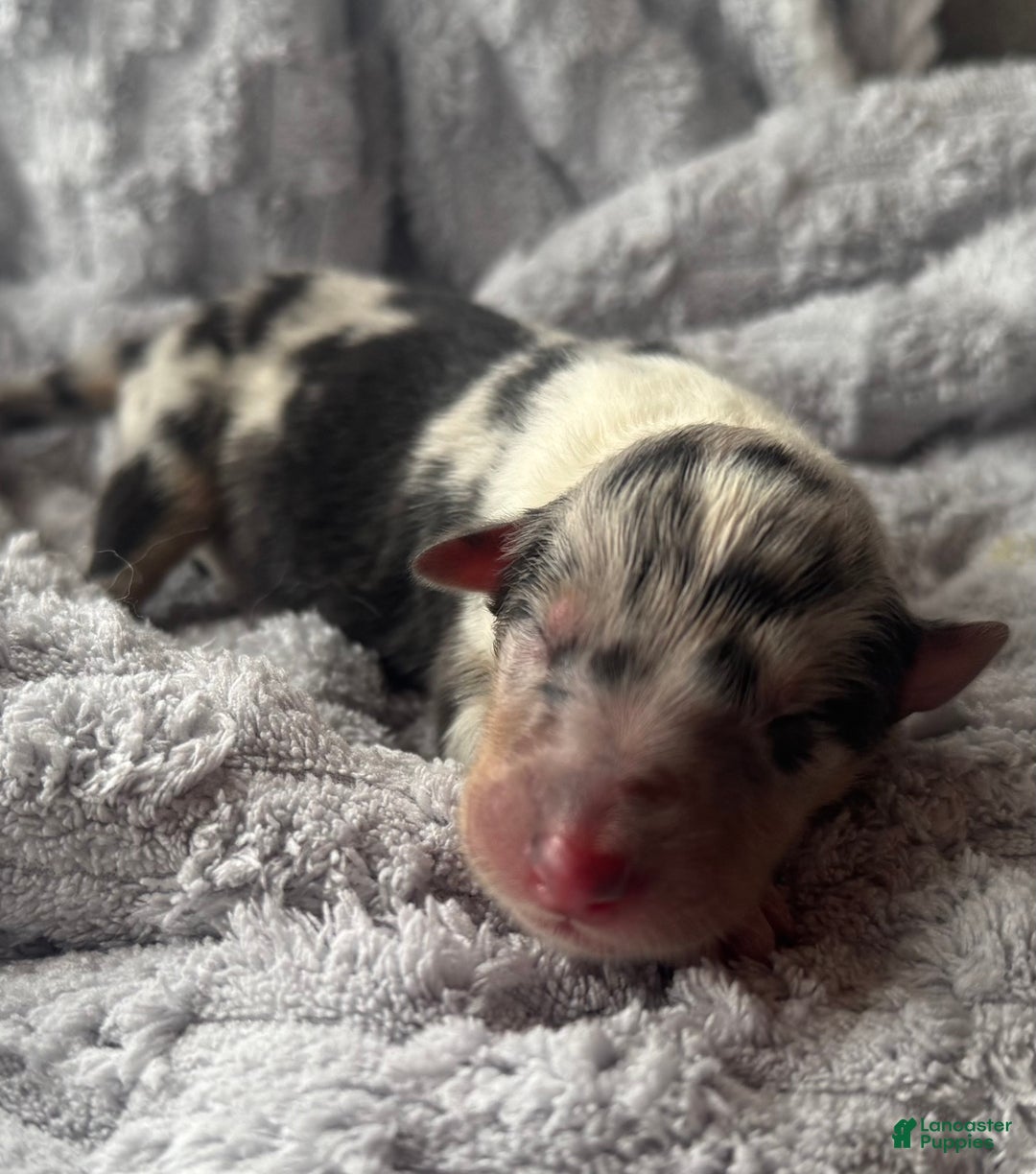 Collie dogs for sale: Louie - Ad 1