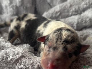 Collie dogs Louie - Ad 30