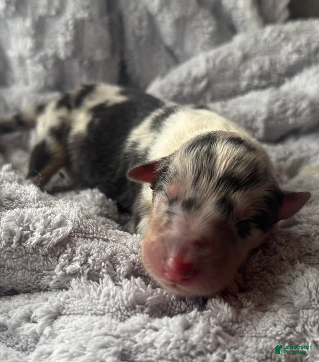 Collie dogs for sale: Louie - Ad 1