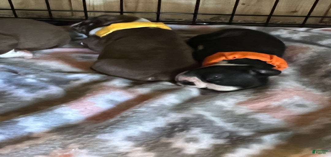 Gallery Image {{count}}