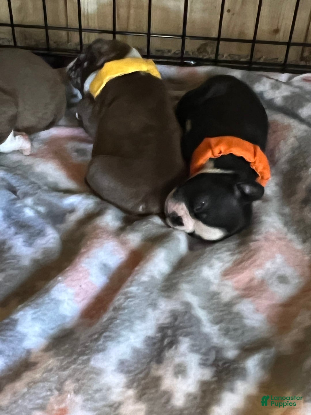 Gallery Image {{count}}