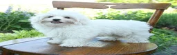 Maltese dogs for sale: Skippy - Ad 4