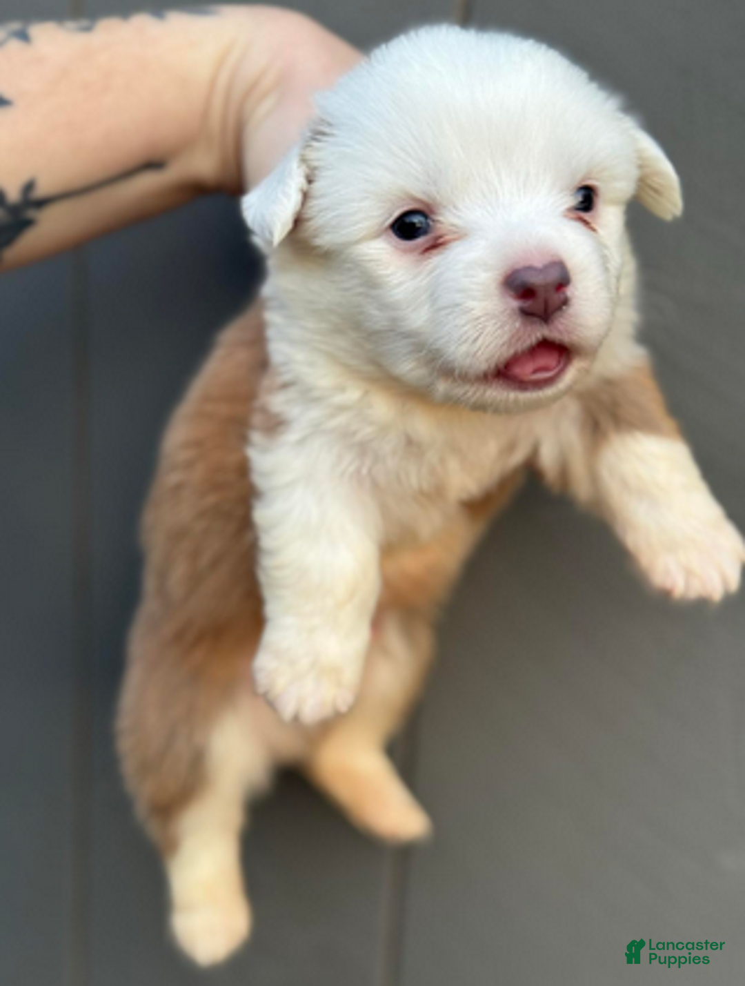 Mixed Breed dogs for sale: Jasper (fluffy) - Ad 4