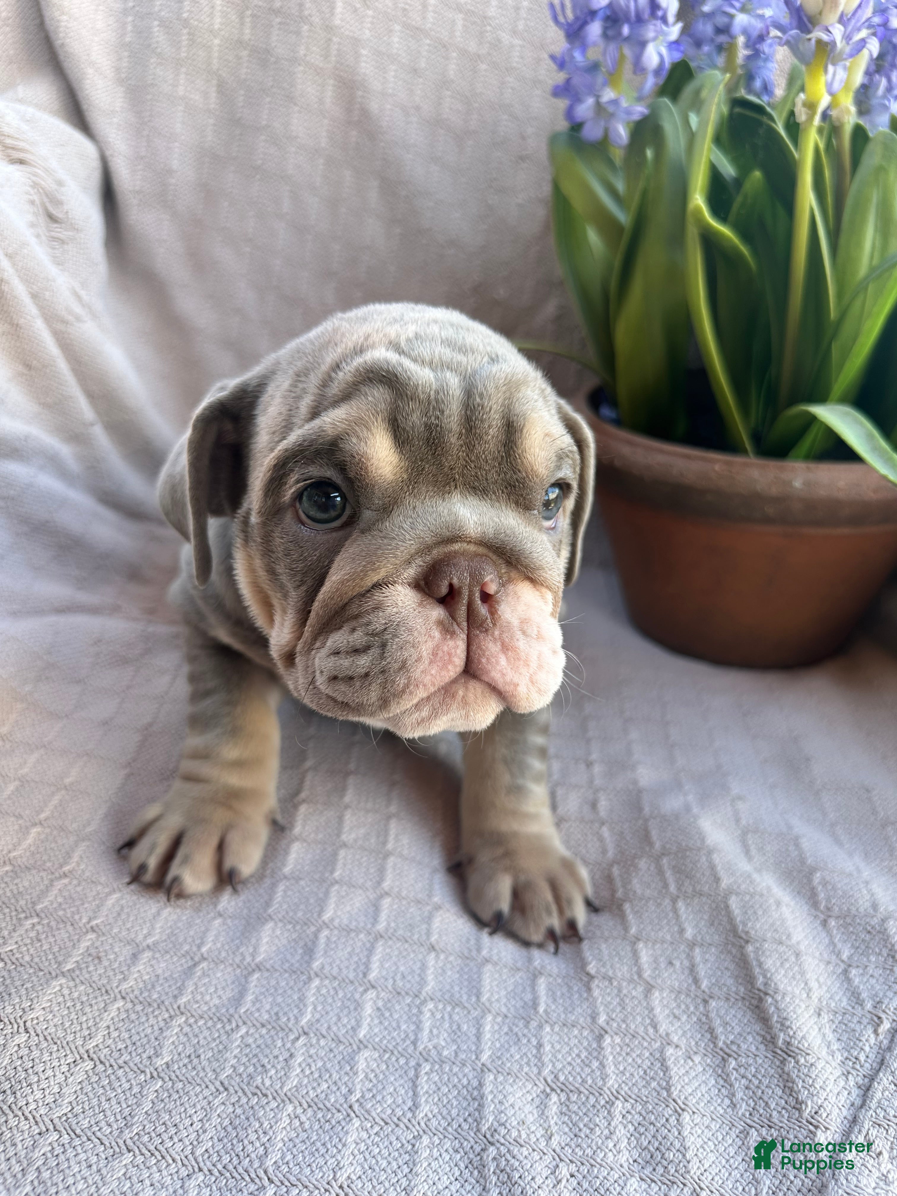 English Bulldog dogs English Bulldog 10 - Ad 6
