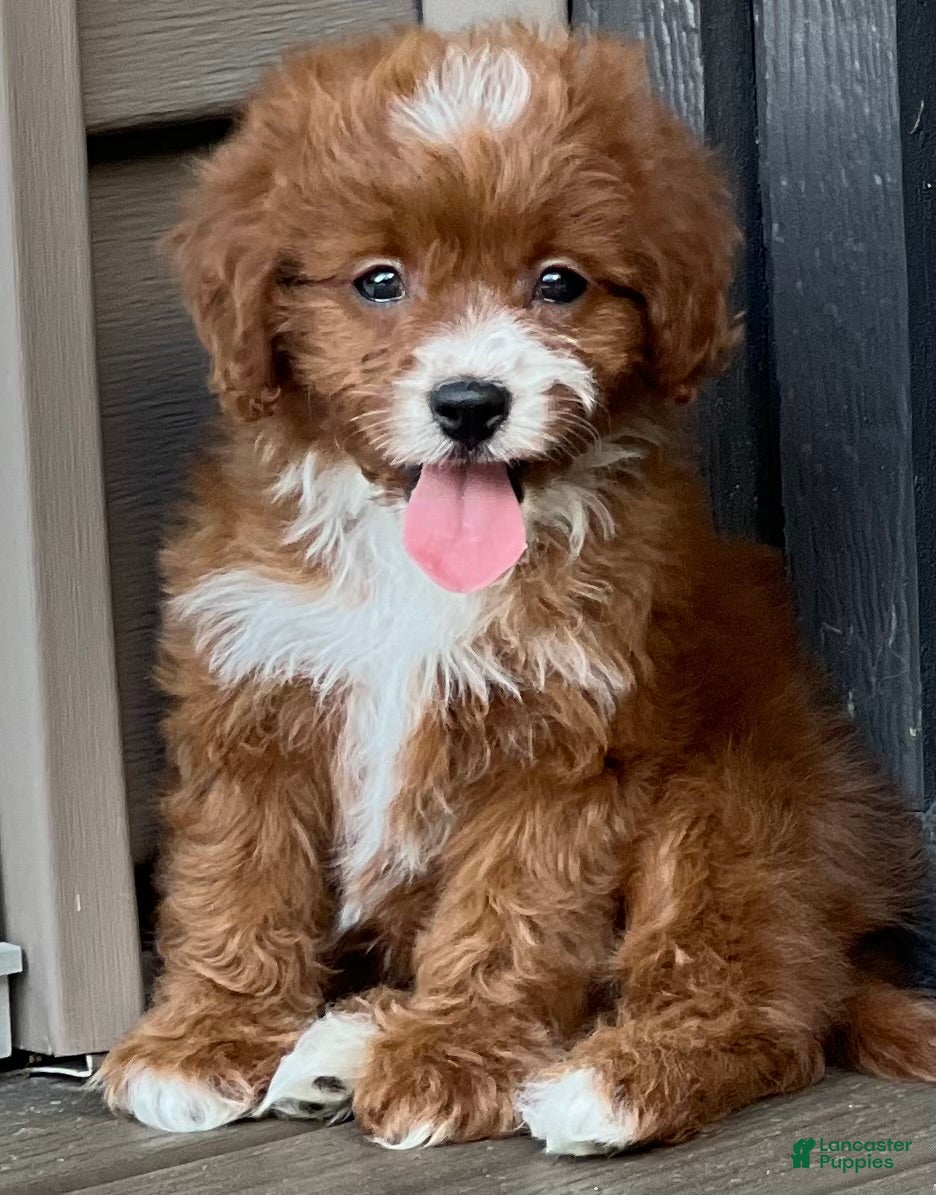 Cavapoo dogs Lulu - Ad 2