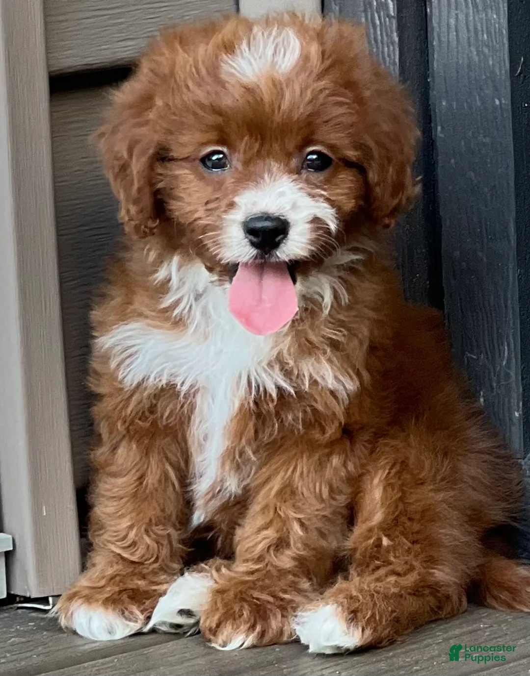 Cavapoo dogs for sale: Lulu - Ad 2
