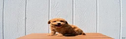 Bichpoo dogs for sale: Kevin 🐶✨ - Ad 13