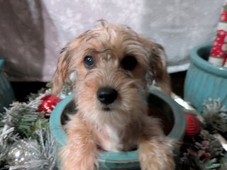 Yorkiepoo dogs Morgan - Ad 31