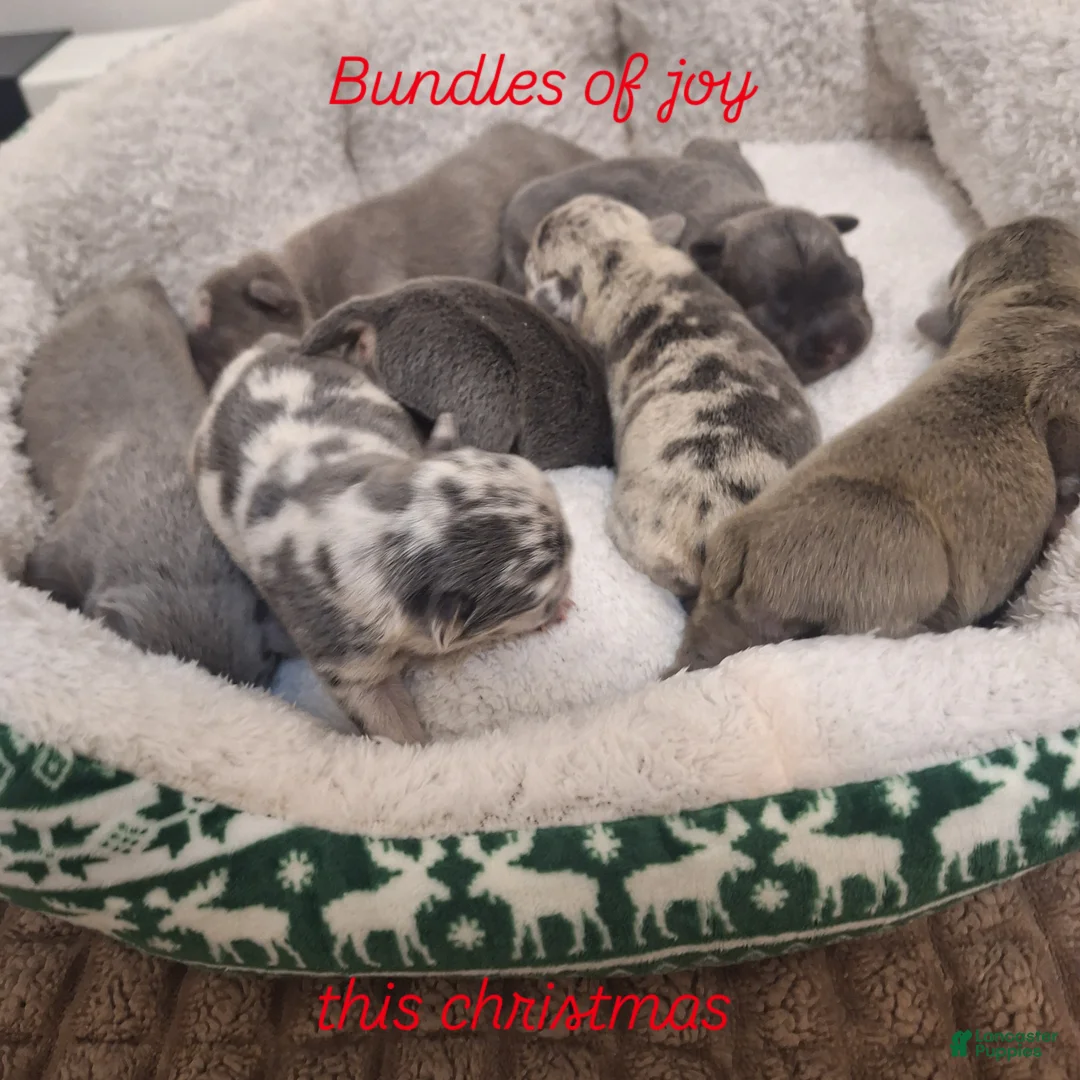 French Bulldog dogs for sale: French Bulldog Puppy 1 - Ad 7