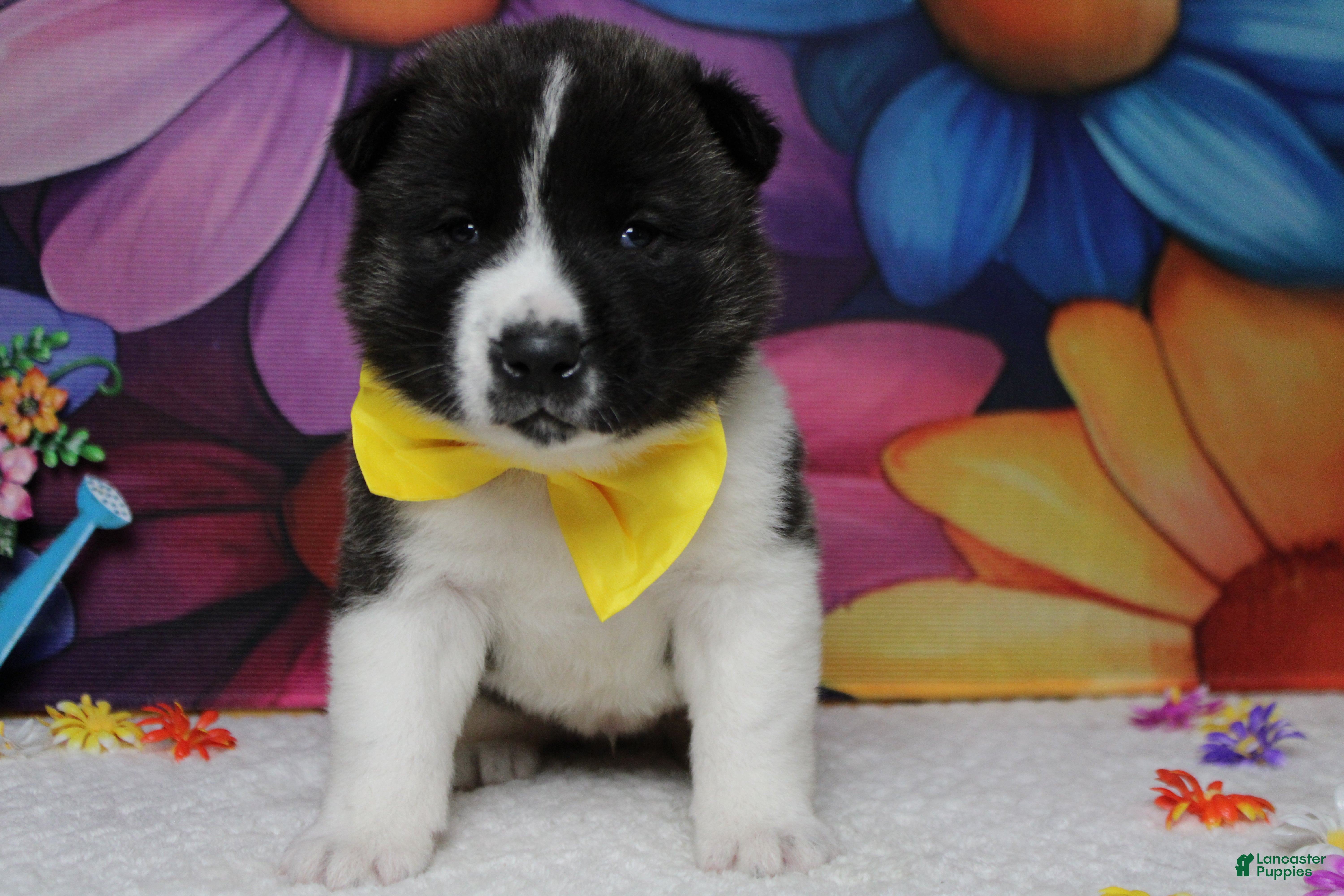 Akita dogs Jonathon  - Ad 18