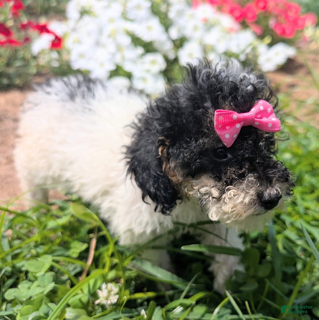 Toy Poodle dogs for sale: Sunshine - Ad 2