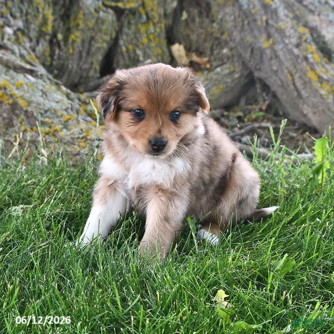 Mixed Breed dogs for sale: Sasha - Ad 2