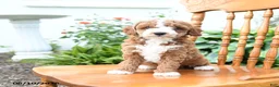 Mini Goldendoodle dogs for sale: Echo - Ad 5