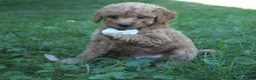 Mini Goldendoodle dogs for sale: Dante 💎 - Ad 4