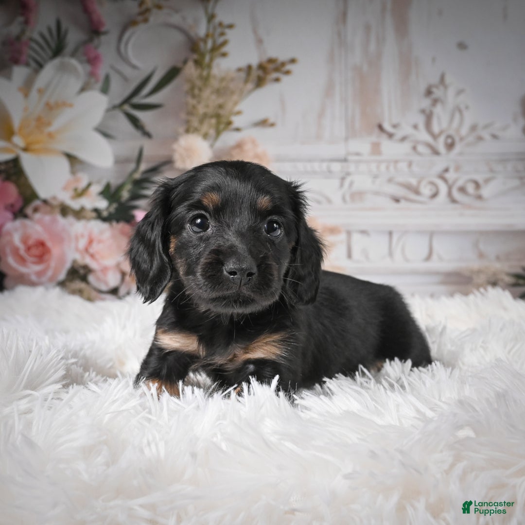 Miniature Dachshund dogs for sale: Panda-AKC - Ad 14