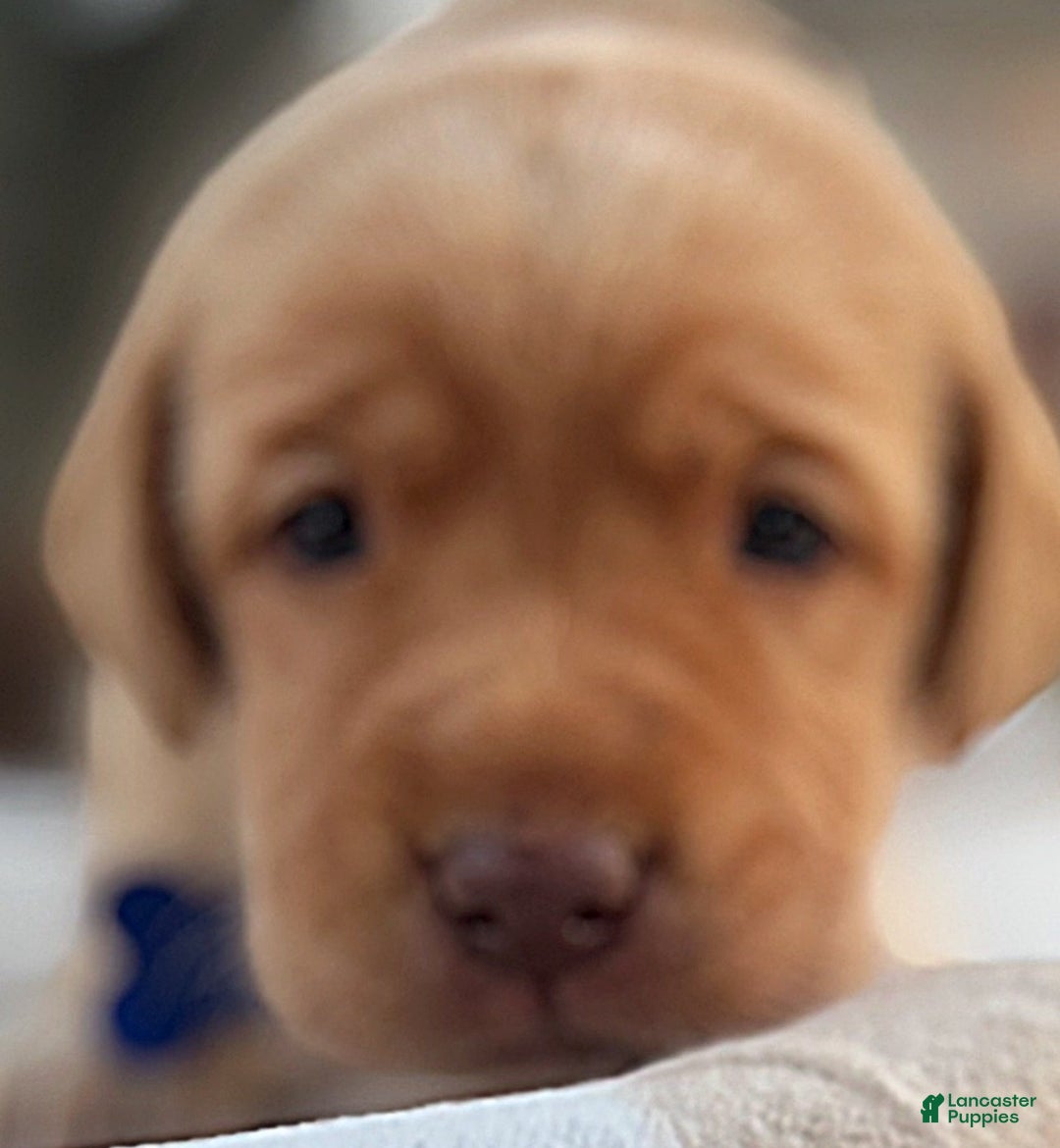 Labrador Retriever dogs for sale: Labrador Retriever Puppy 1 - Ad 18