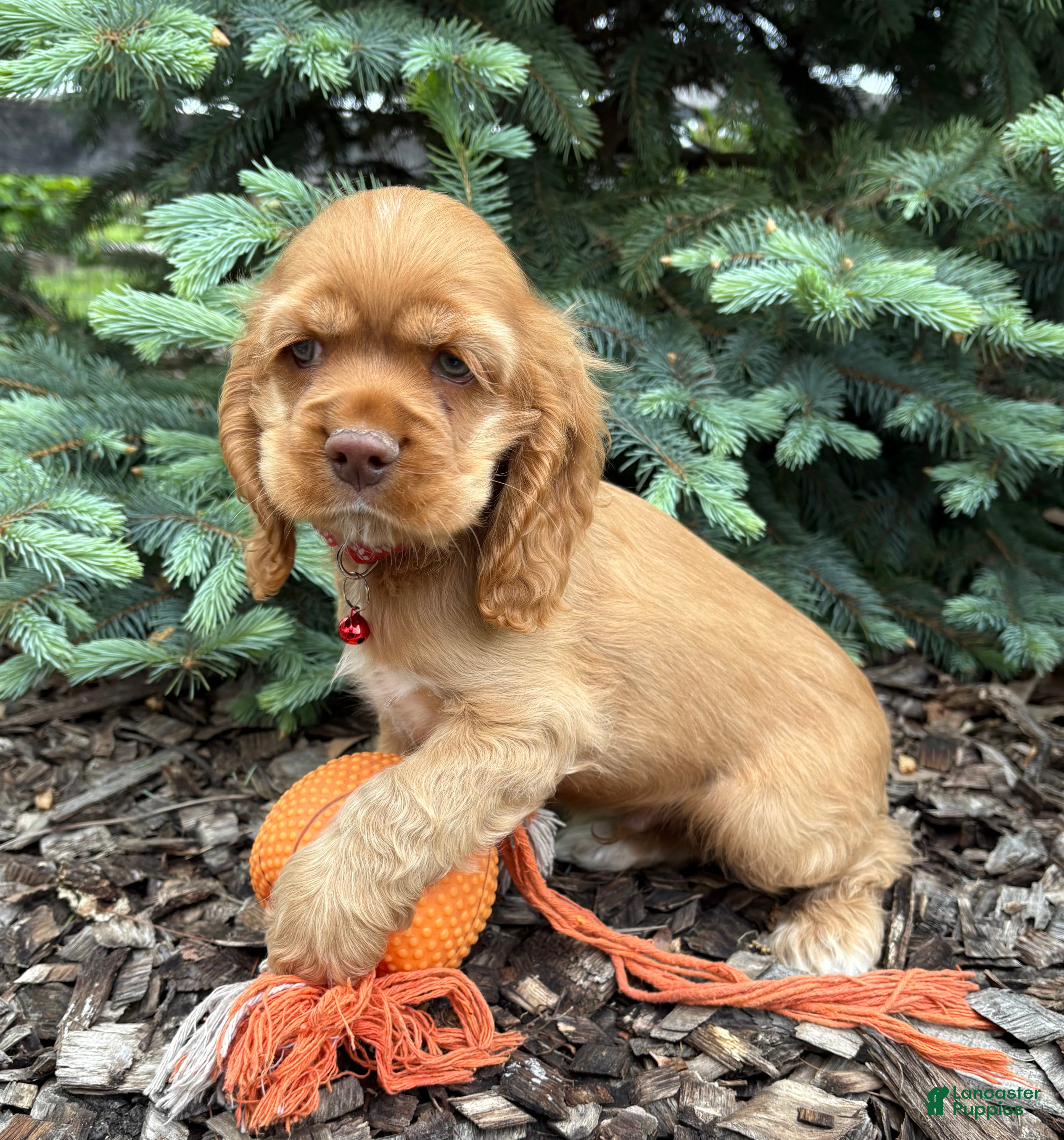 Cocker Spaniel dogs Jackson - Ad 1