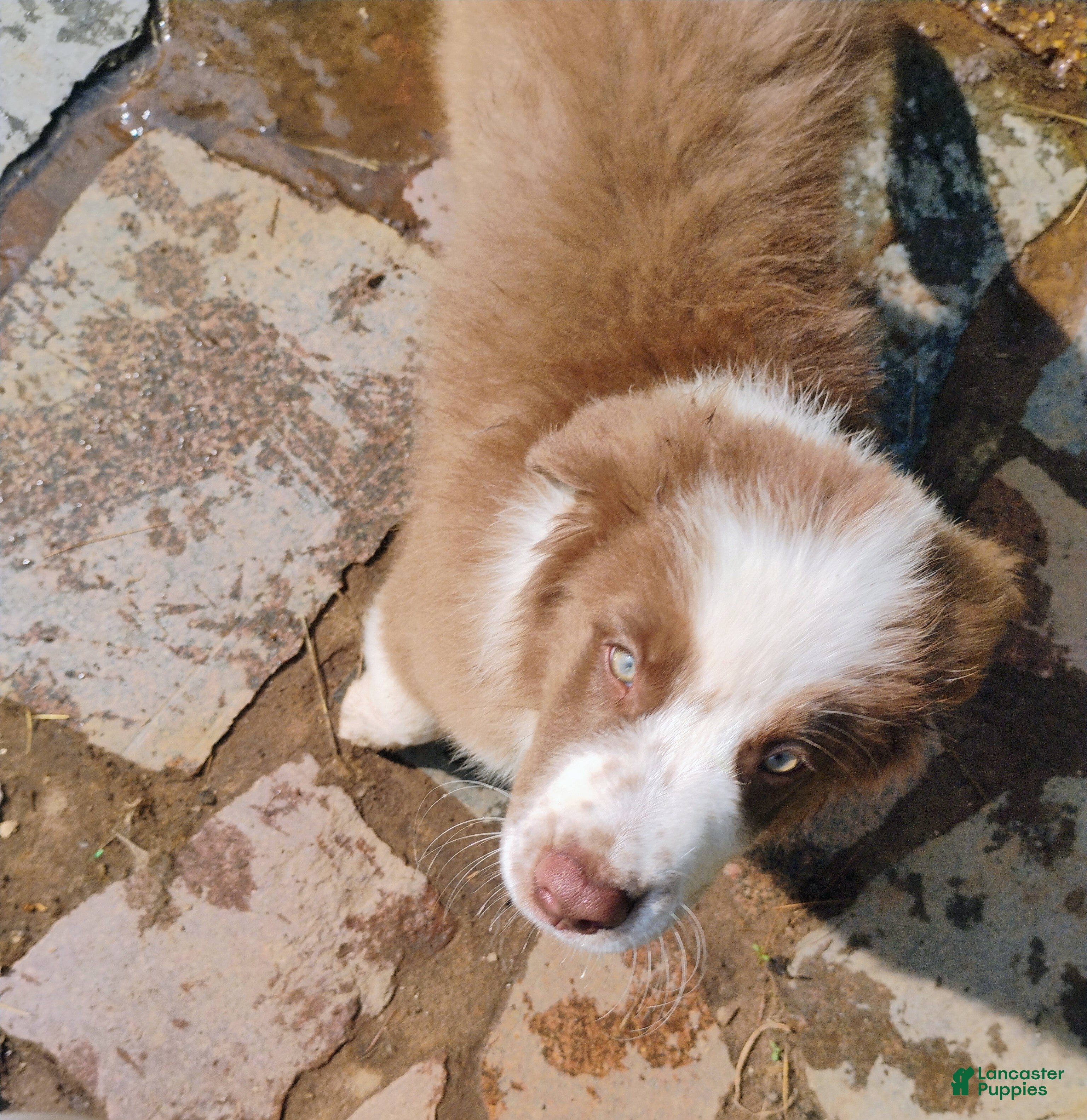 Australian Shepherd dogs Rocky - Ad 2