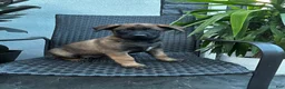 Belgian Malinois dogs for sale: Corina - Ad 5