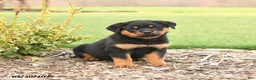 Rottweiler dogs for sale: Rex - Ad 4