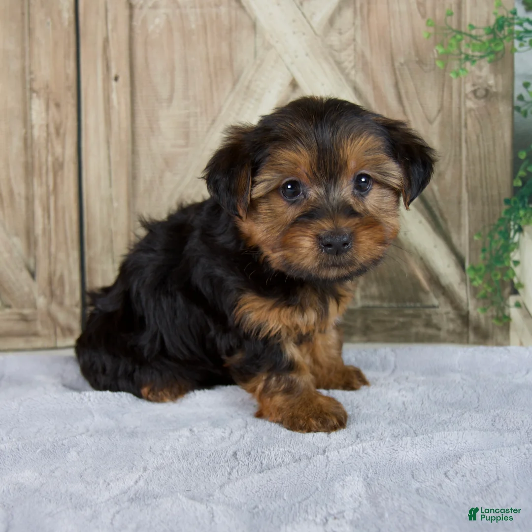 Yorkshire Terrier dogs for sale: Frankin - Ad 1