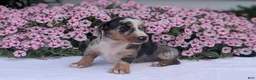 Miniature Dachshund dogs for sale: Kita - Ad 6
