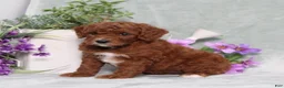 Miniature Poodle dogs for sale: Queenie - Ad 4