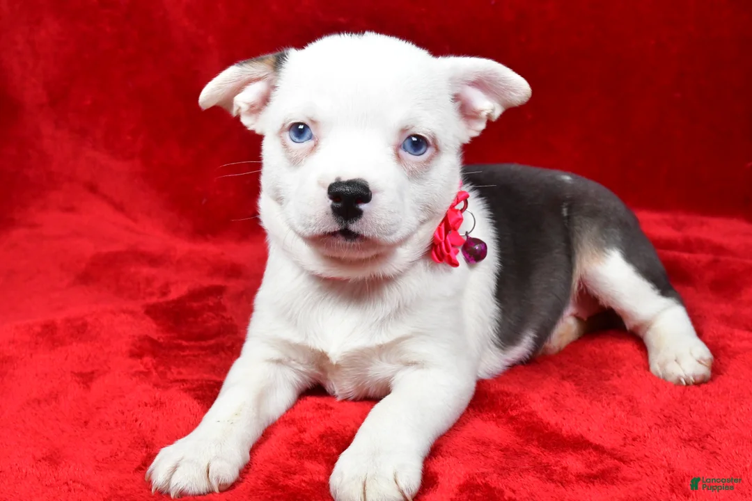 Mixed Breed dogs for sale: Lady - Ad 6