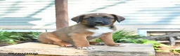 Mixed Breed dogs for sale: Sky - Ad 4