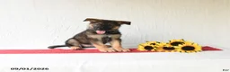 German Shepherd dogs for sale: Tiana - Ad 3